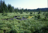 Moorlandschaft Bayerischer Wald Böhmerwald